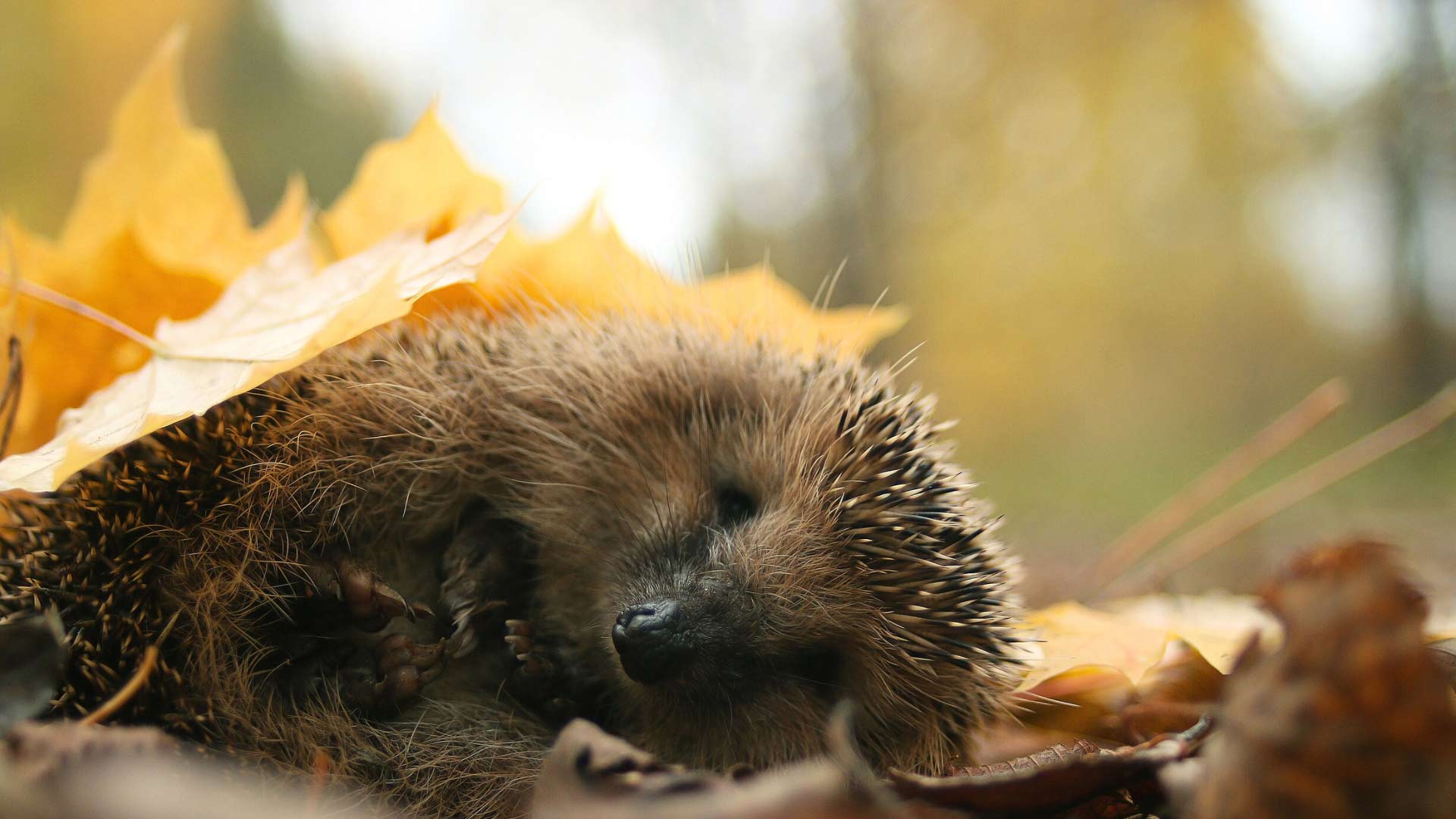 Garten-im-Winter-fuer-Tiere-vorbereiten