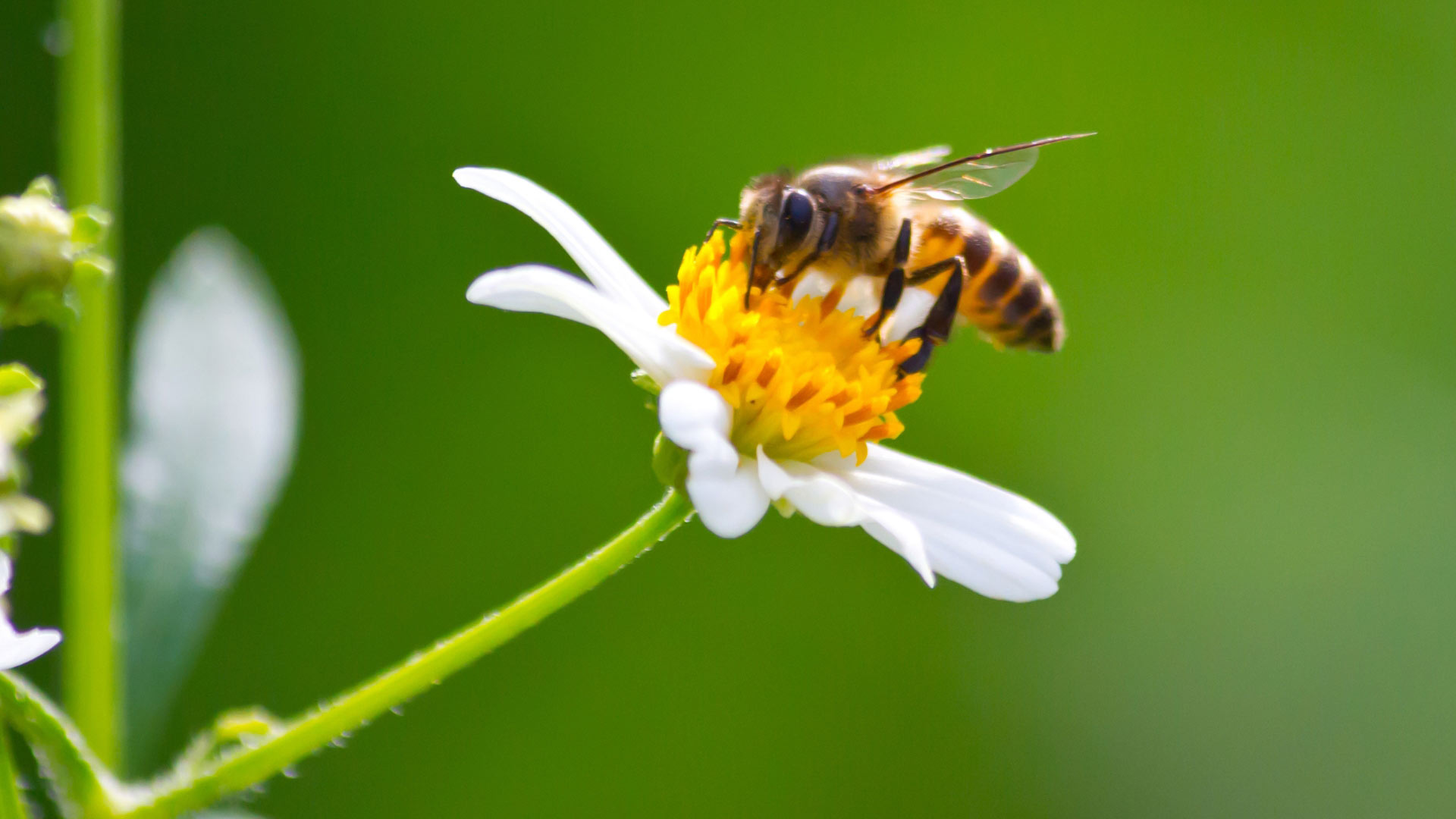 Naturnahe-Gaerten-bieten-Lebensraum-fuer-Tiere