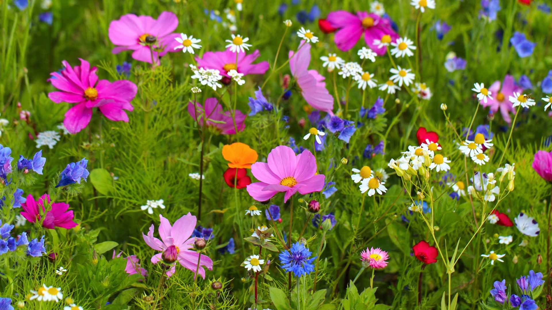 Wildblumen-im-naturnahen-Garten