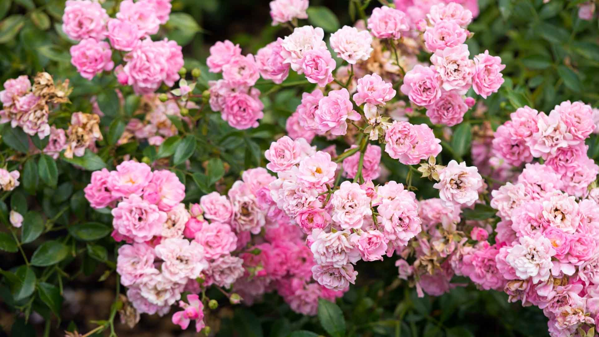 Bodendecker-Rose-The-Fairy-im-Vorgarten