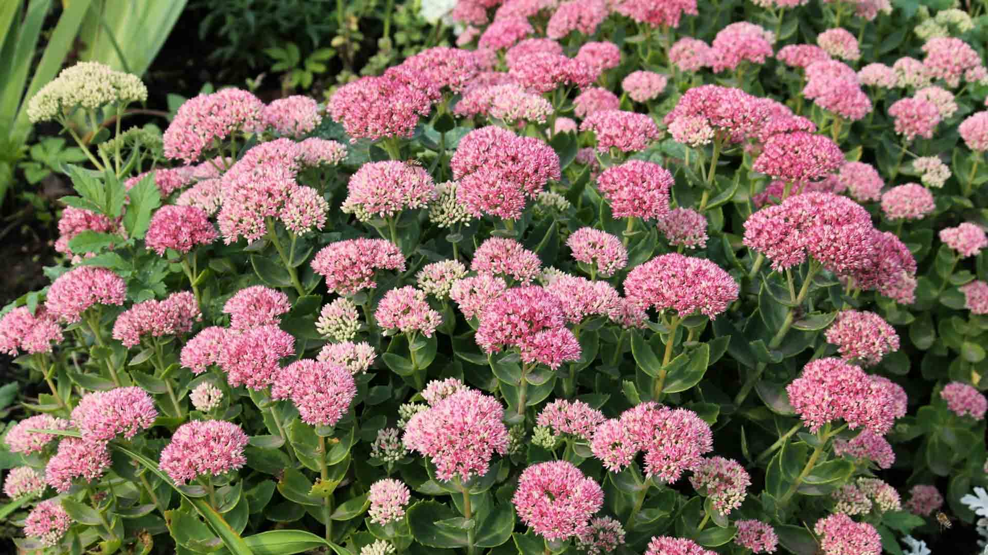 Fetthenne-Sedum-spectabile-im-Vorgarten