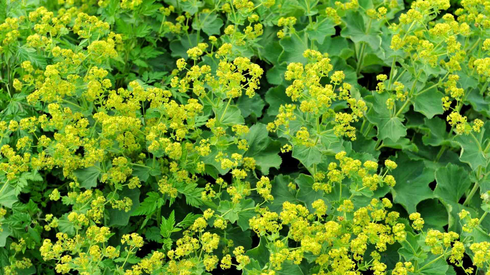 Frauenmantel-Alchemilla-Mollis-im-Vorgarten