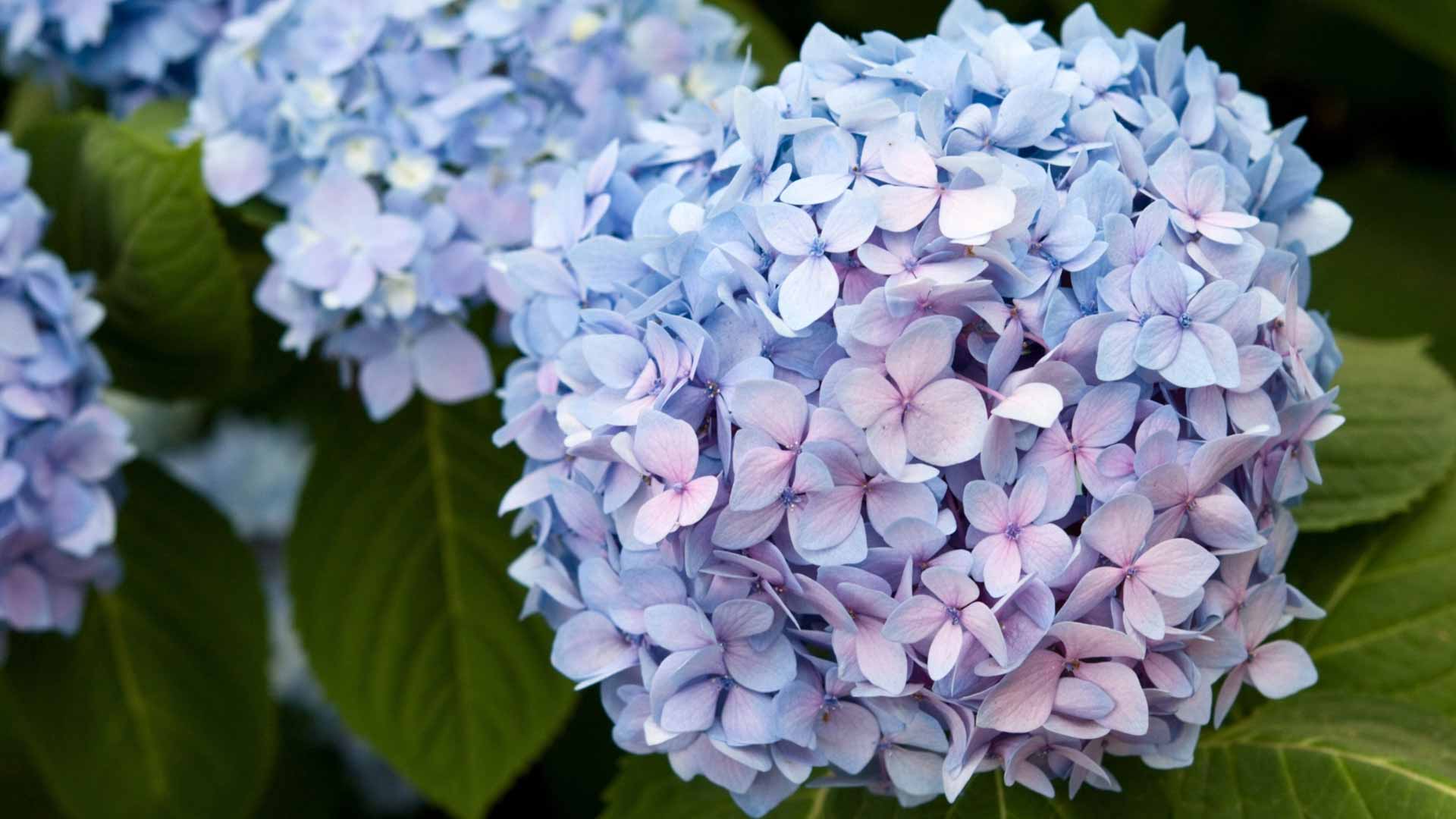 Hortensie-Endless-Summer-im-Vorgarten