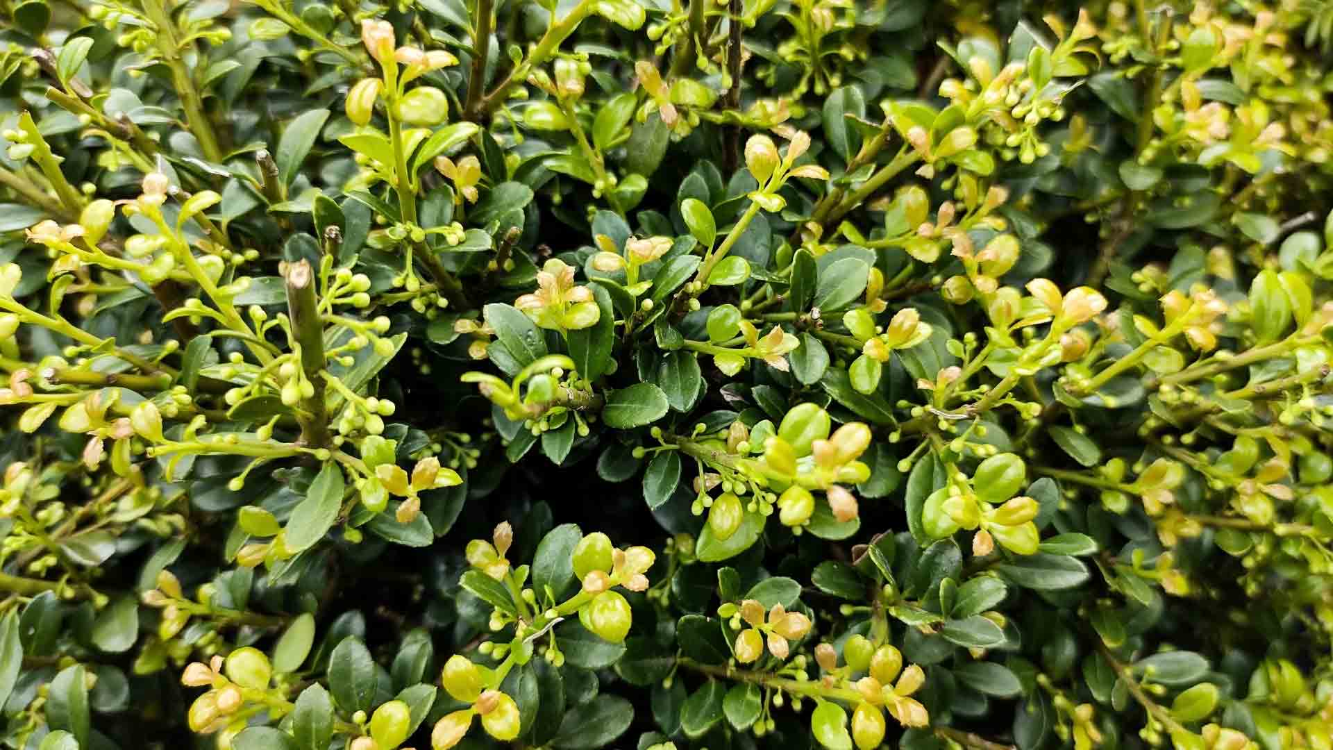 Japanische-Stechpalme-Ilex-Crenata-im-Vorgarten