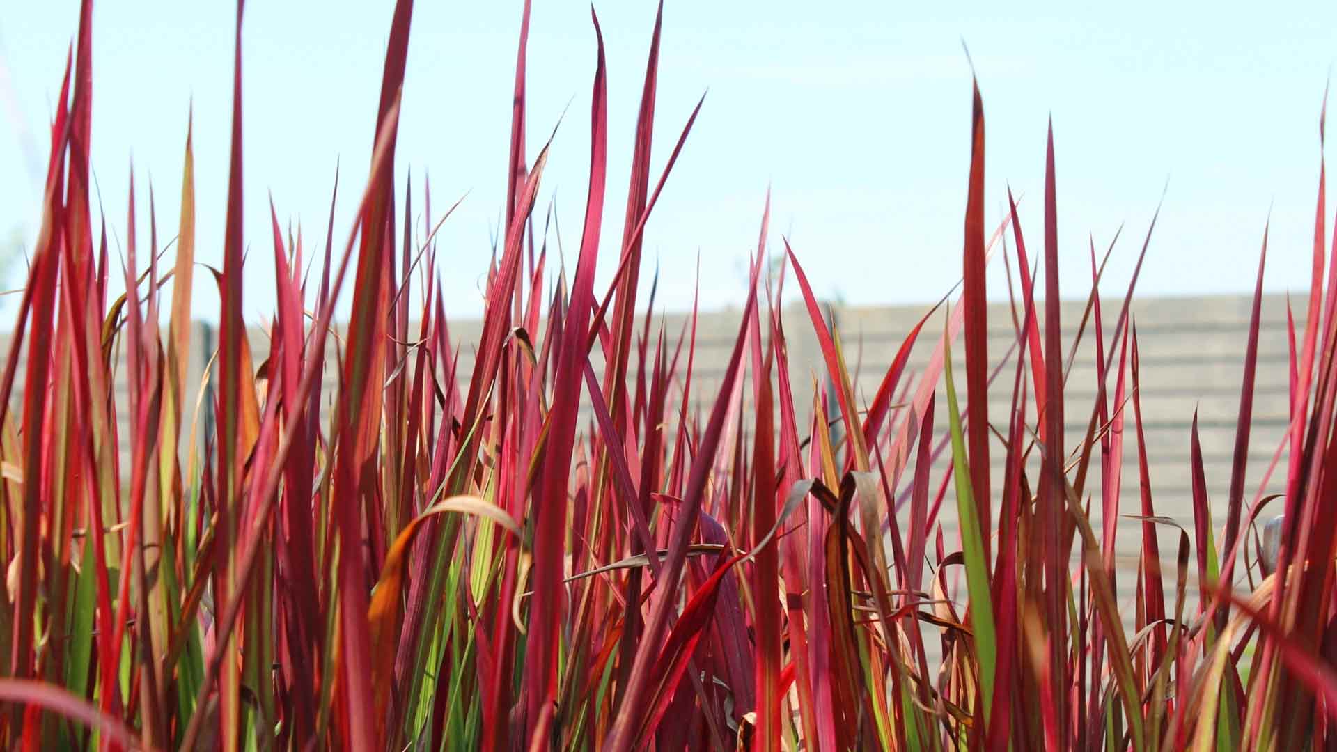 Japanisches-Blutgras-Red-Baron-im-Vorgarten