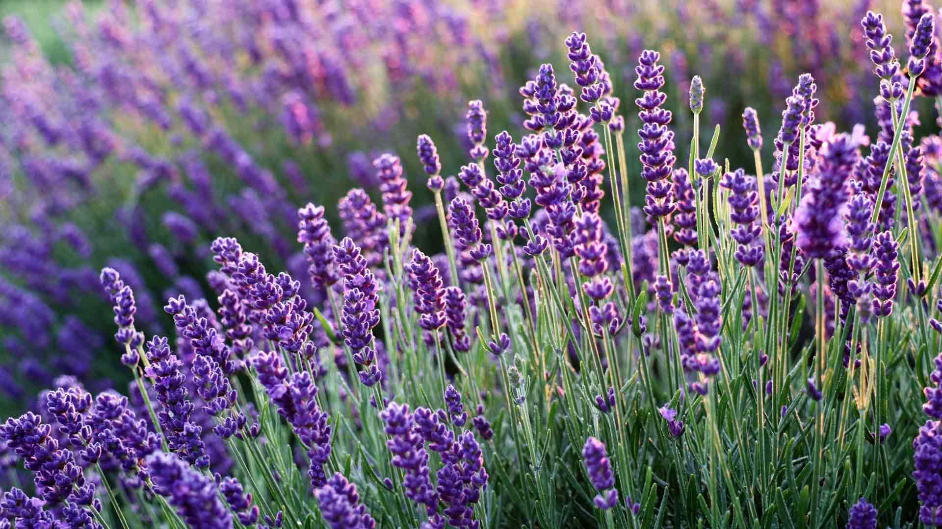 Lavendel-im-Vorgarten
