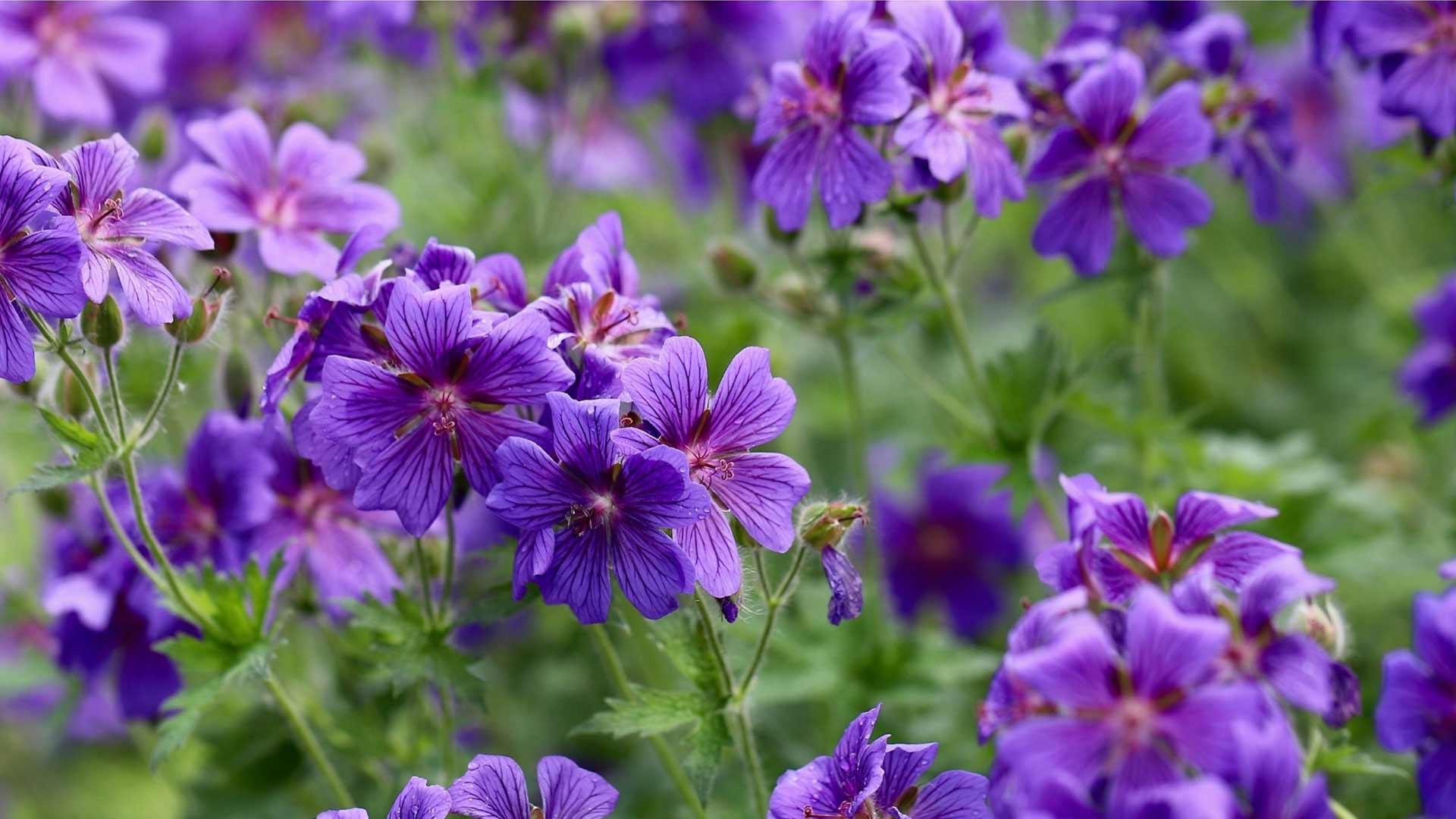 Storchschnabel-Geranium-Rozanne-im-Vorgarten