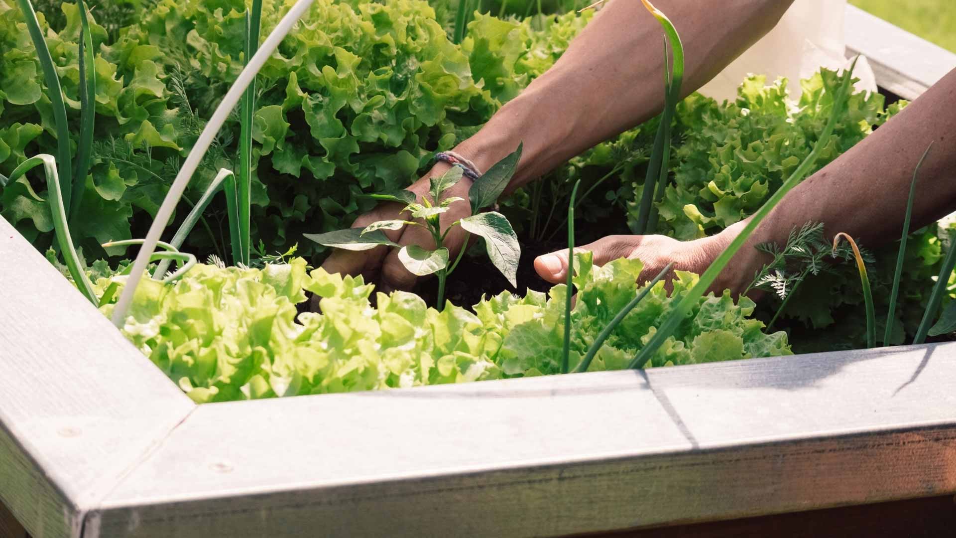 Fazit-zum-Hochbeet-im-Garten