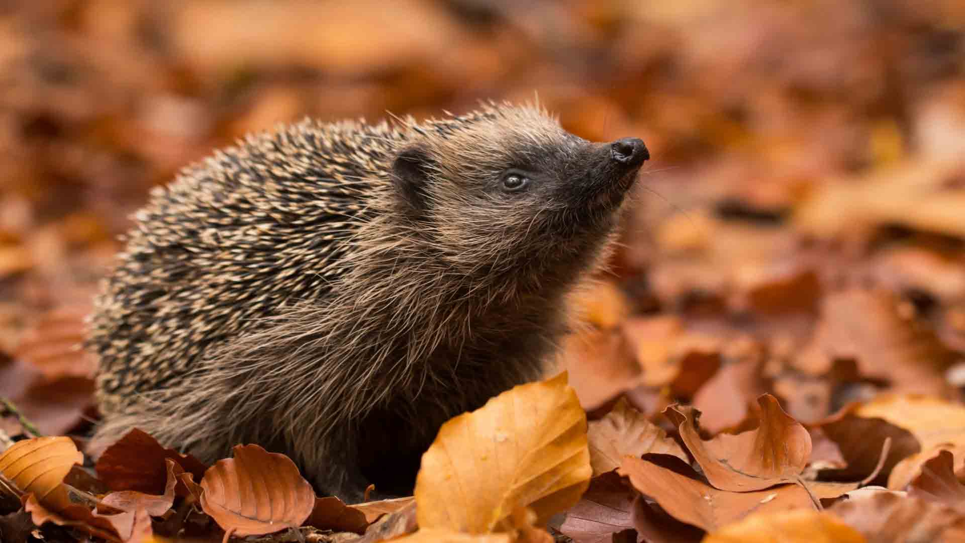 Herbstlaub-umweltfreundlich-nutzen