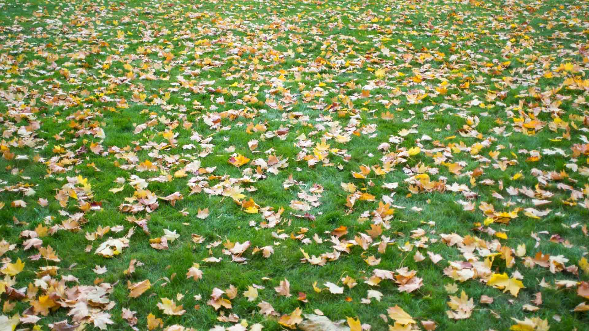 Laub-auf-Gartenrasen-vermeiden