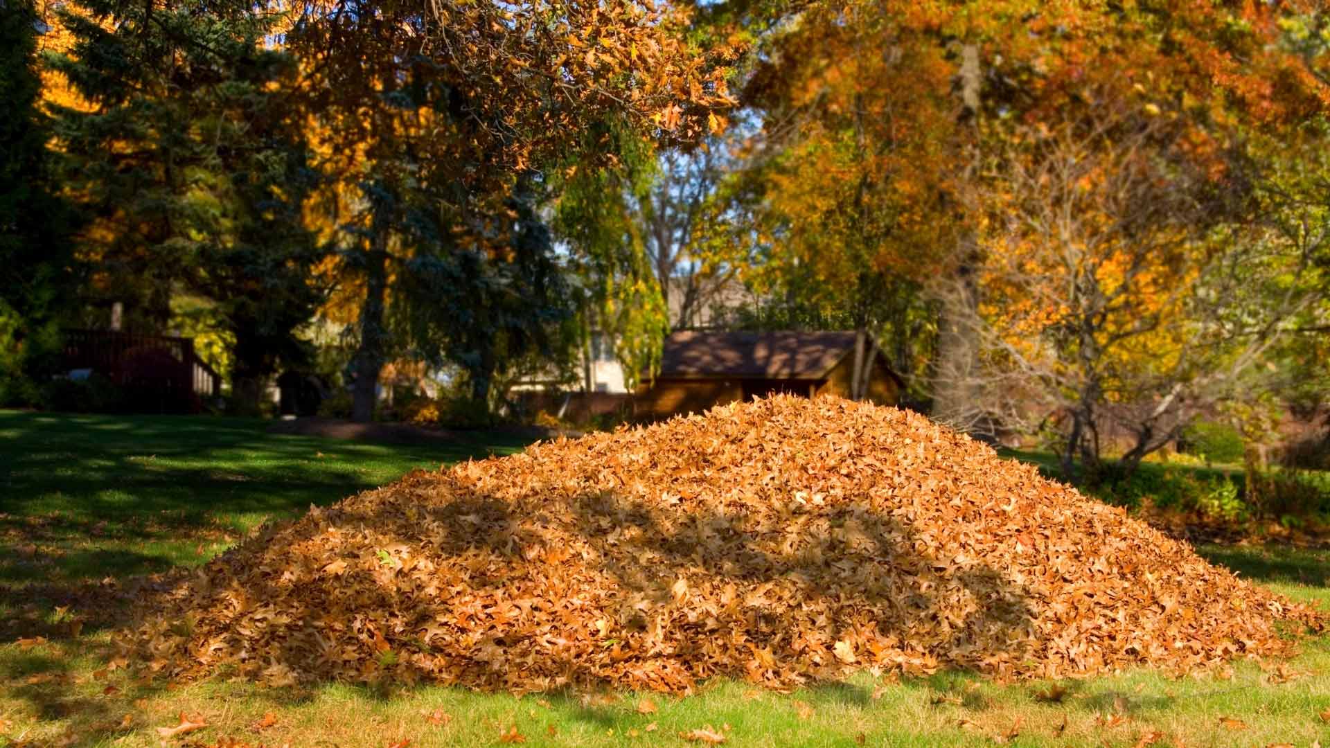 Laub-im-Garten-sinnvoll-nutzen-im-Herbst