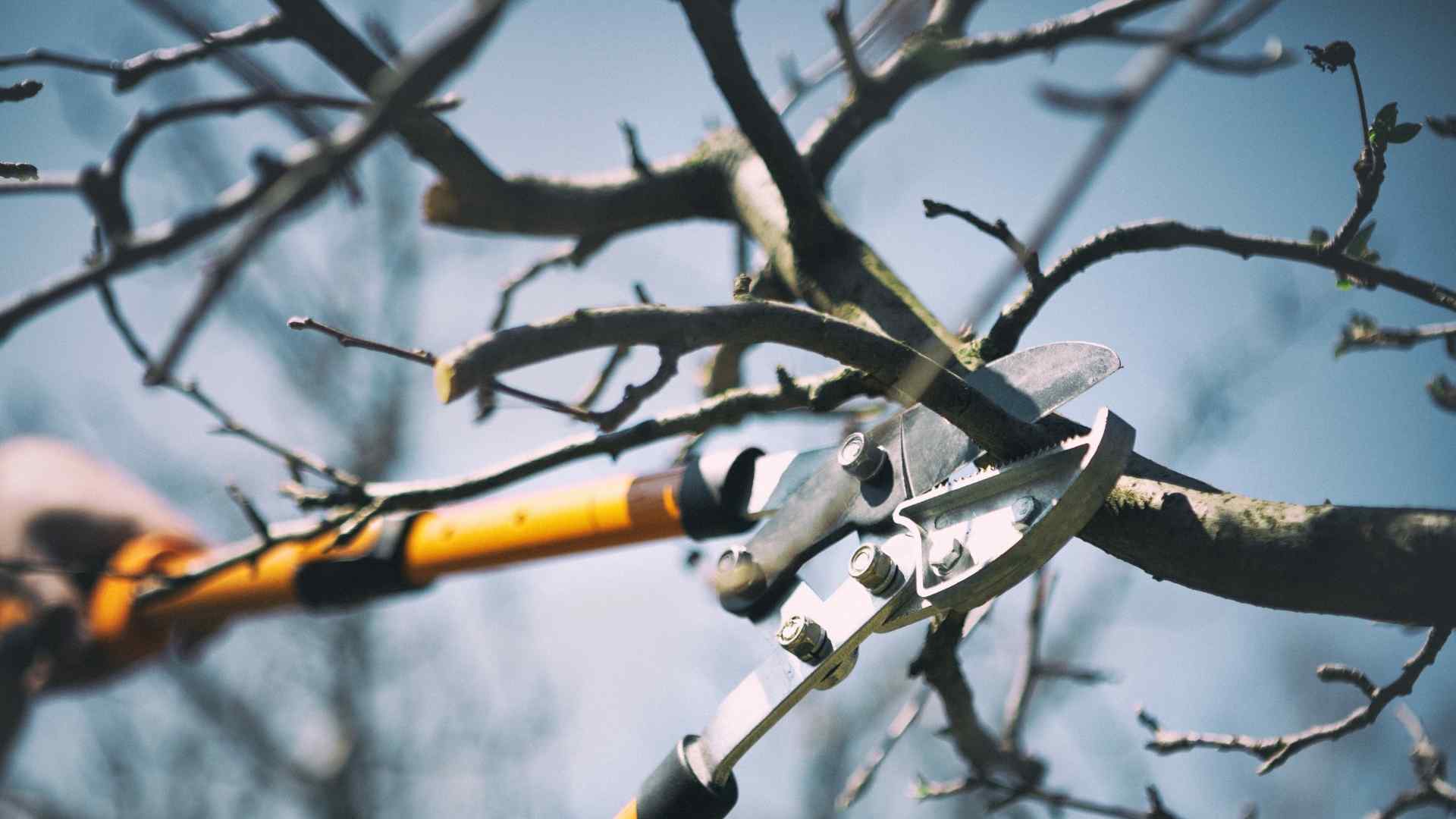 Falscher-Rueckschnitt-im-Winter.