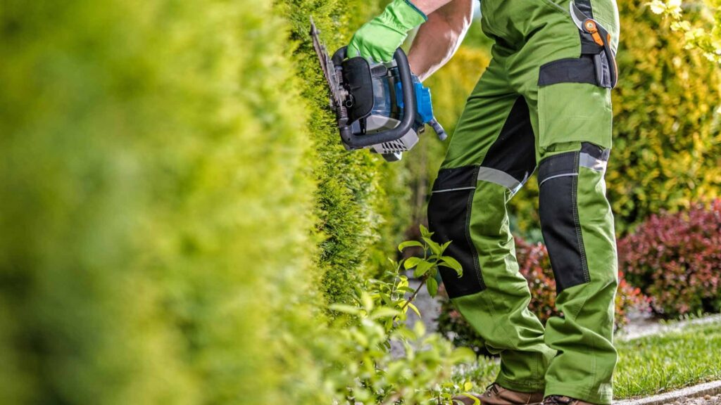 Hecken-im-Winter-schneiden