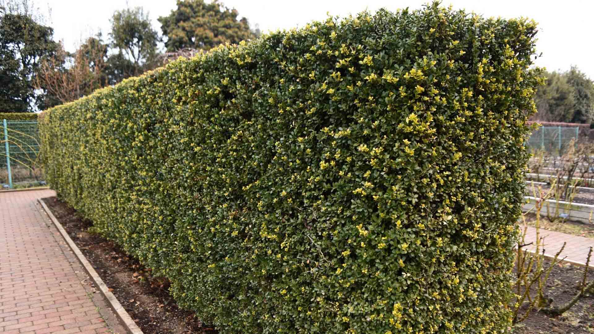 Winter-Heckenschnitt-Tipps