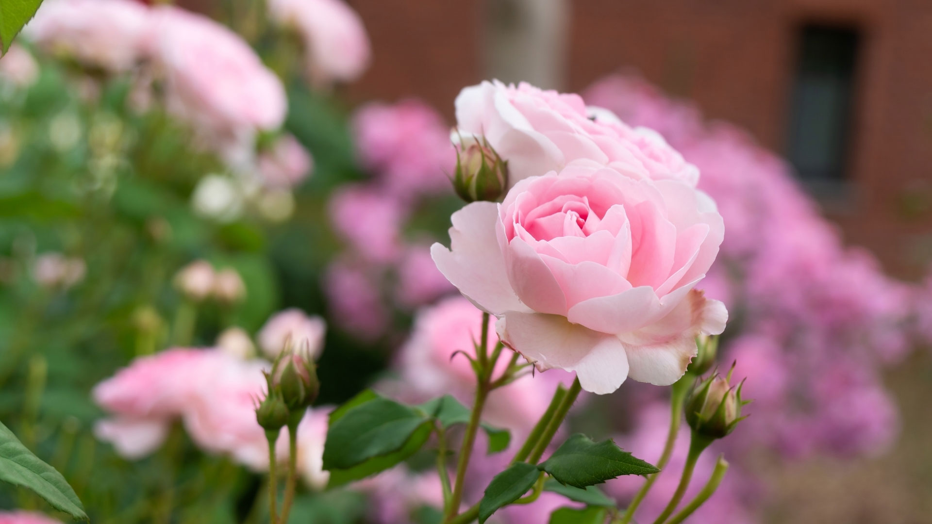 Rosen-schneiden-im-Fruehling