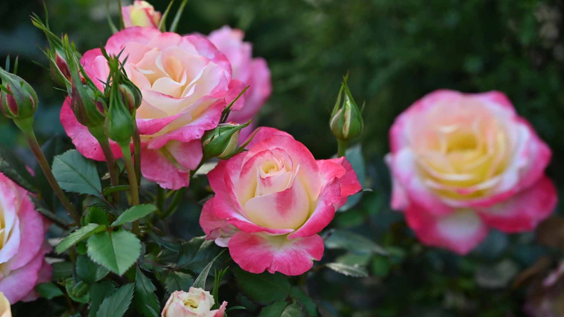 Tipps-fuer-gesunde-und-kraeftige-Rosen