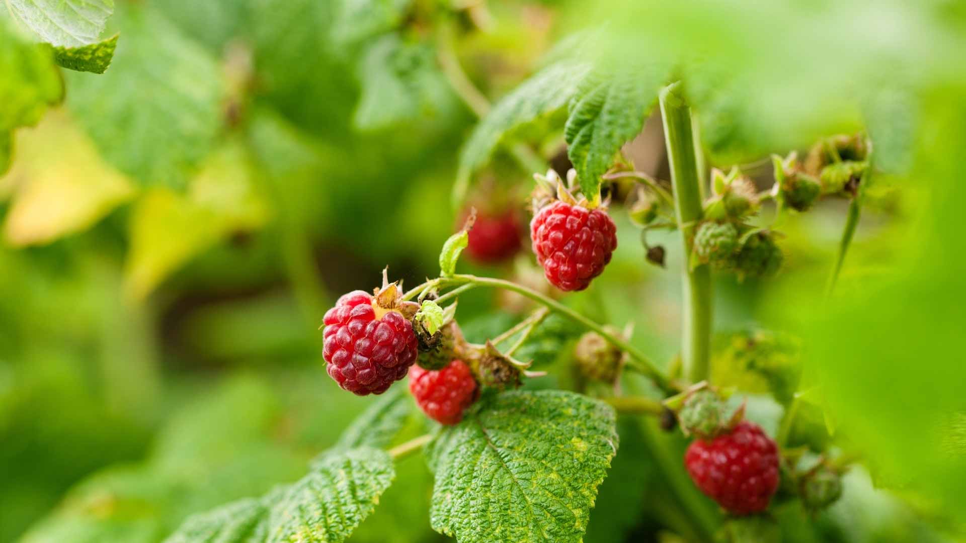 Himbeeren-fuer-den-Naschgarten