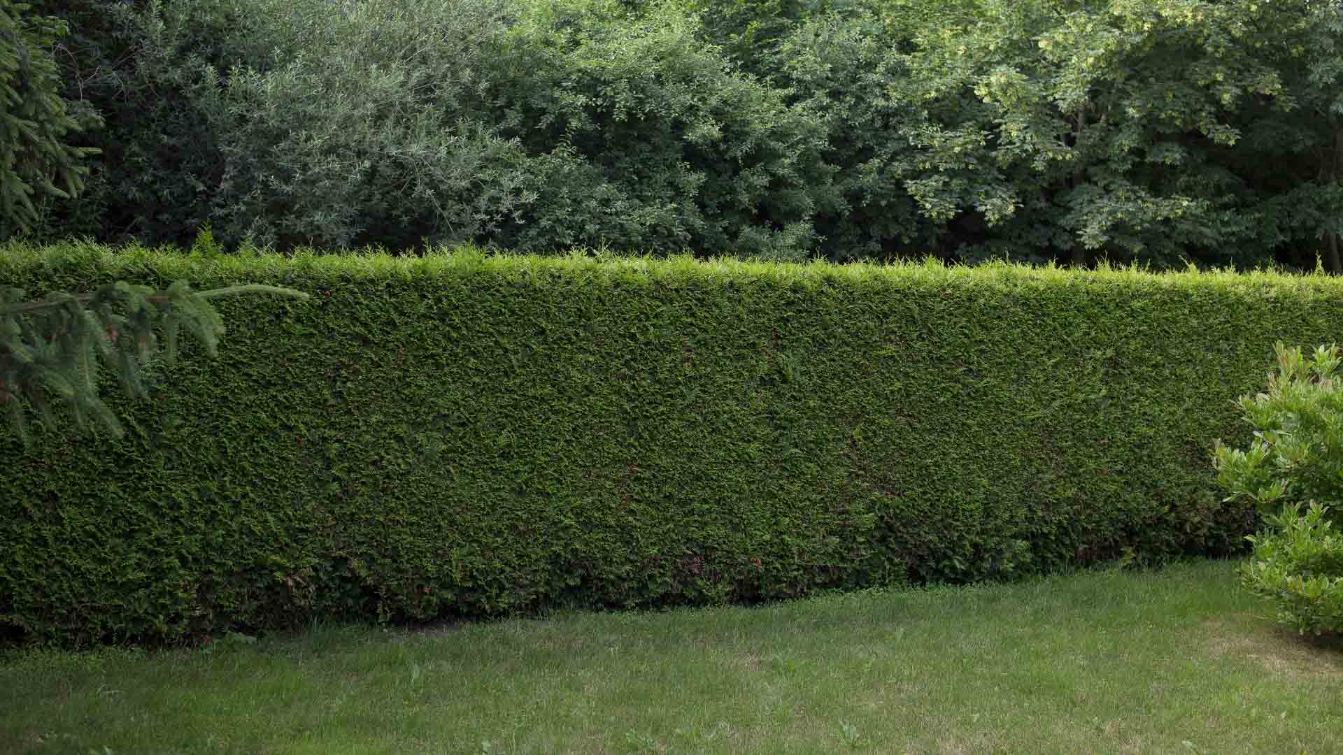 Gartenhecke-als-Sichtschutz