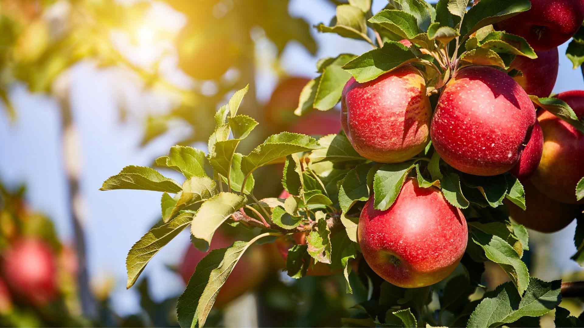 Apfelbaum-im-Herbst-pflanzen