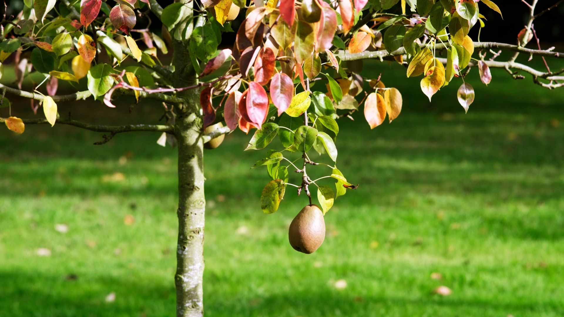Herbstpflanzung-im-Oktober